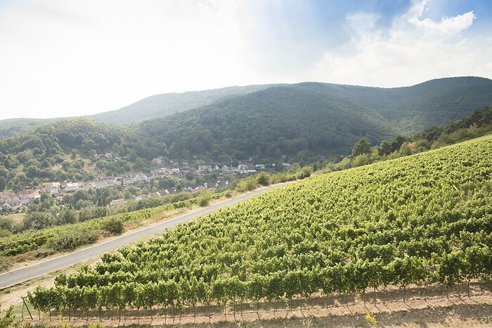 Haus am Weinberg in Sankt Martin, Foto 6
