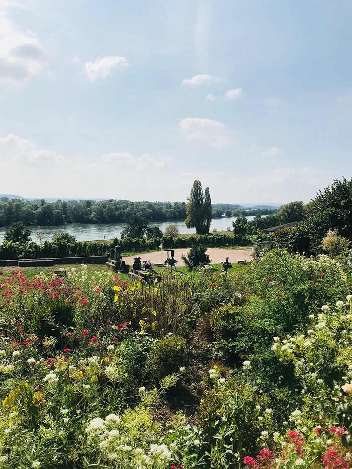 Domänenweingut Schloss Schönborn Vinothek & Weinbistro in Hattenheim, Foto 2