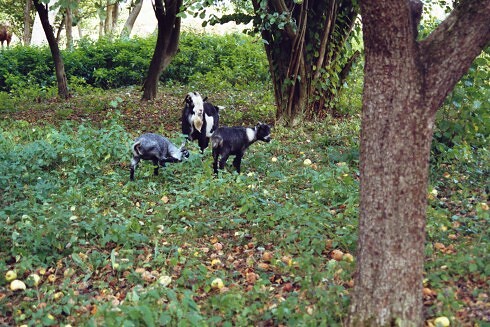 Dorfkrug Rutenberg in Lychen, Foto 4