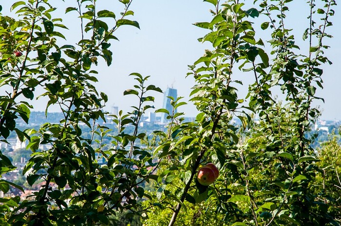 Schöne Aussicht in Frankfurt am Main, Foto 7