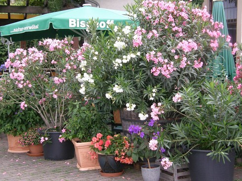 Restaurant Zum Herrenberg  in Bad Dürkheim, Foto 5