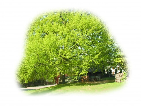 Schades Schmankerl Stubn in Selb, Foto 8