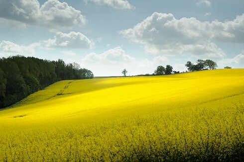 Büsumer Krabbenstube zur Barkasse  in Büsum, Foto 58