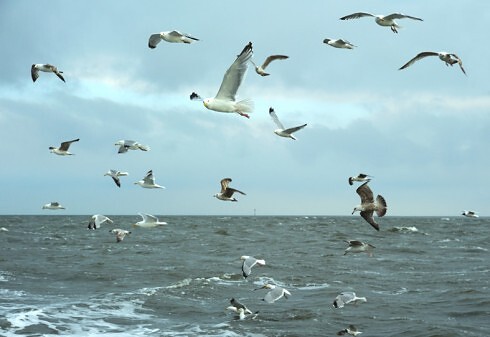 Büsumer Krabbenstube zur Barkasse  in Büsum, Foto 21