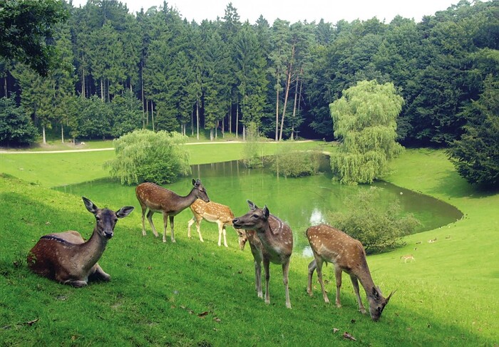 Wildpark-Restaurant Schwarze Berge in Rosengarten, Foto 6