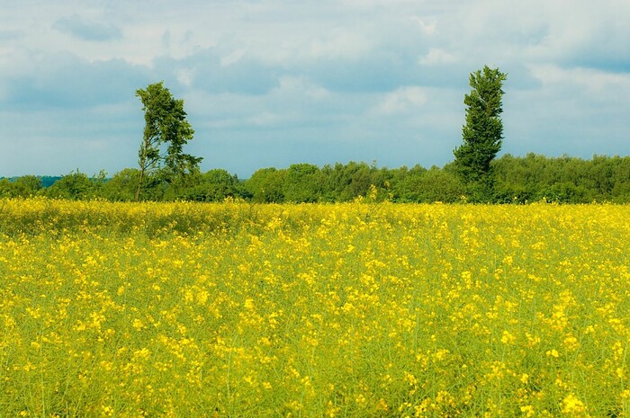 LandGasthof Stahmer in Hohenfelde, Foto 6
