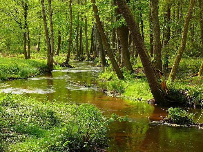 Blick zum Maimont in Ludwigswinkel, Foto 3