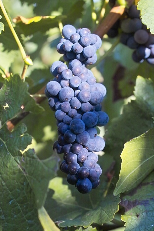 Gutsausschank im Weingut Stauch in Kallstadt, Foto 6
