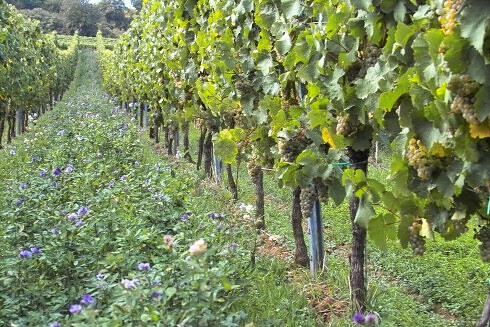 Gutsausschank im Weingut Stauch in Kallstadt, Foto 5