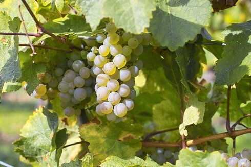 Gutsausschank im Weingut Stauch in Kallstadt, Foto 4