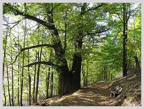 Zum goldenen Lamm in Ramberg, Foto 3