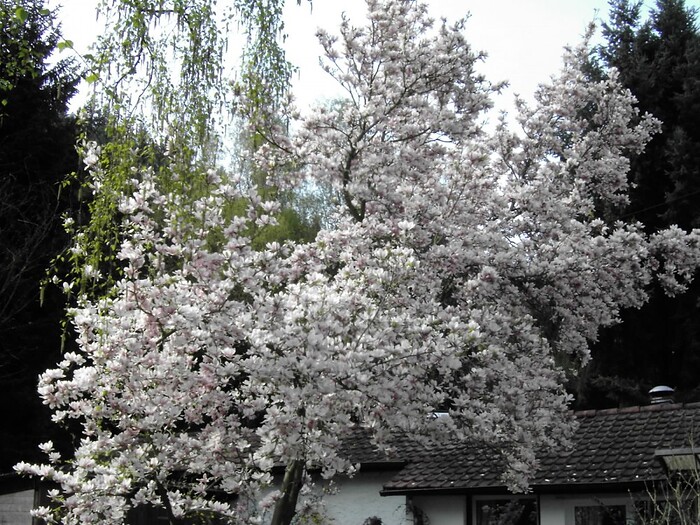 Gasthaus Birkenthaler Hof in Eußerthal, Foto 5
