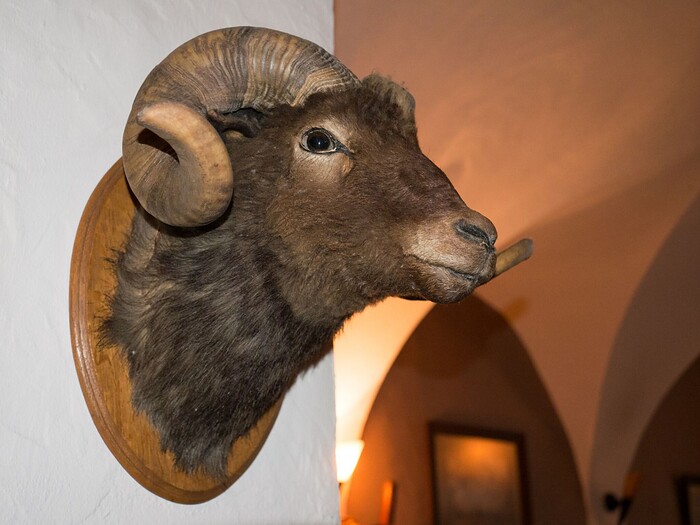 Schankwirtschaft Zur Schwarzen Kunst in Görlitz, Foto 13