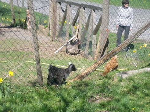 Zum Schardhof in Grasellenbach, Foto 22
