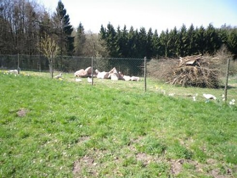 Zum Schardhof in Grasellenbach, Foto 21