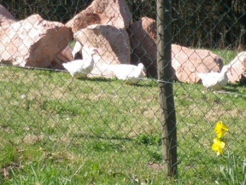 Zum Schardhof in Grasellenbach, Foto 16
