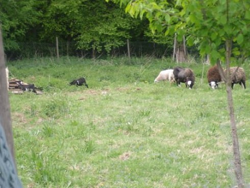 Zum Schardhof in Grasellenbach, Foto 12