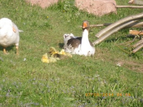 Zum Schardhof in Grasellenbach, Foto 11