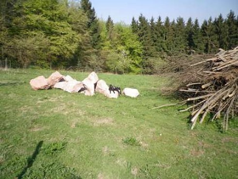 Zum Schardhof in Grasellenbach, Foto 9