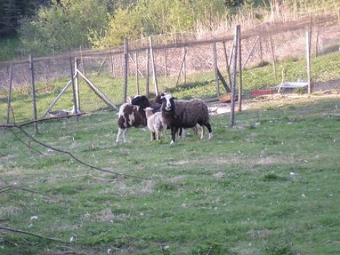 Zum Schardhof in Grasellenbach, Foto 8