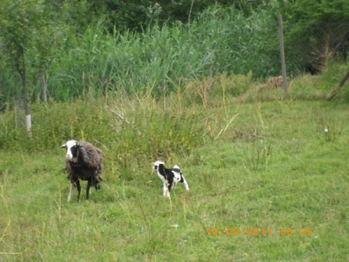 Zum Schardhof in Grasellenbach, Foto 1