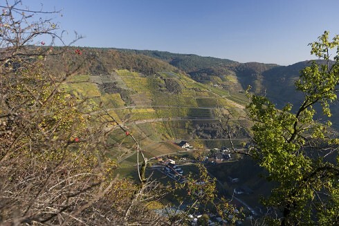Weingut Deutzerhof in Mayschoß, Foto 1