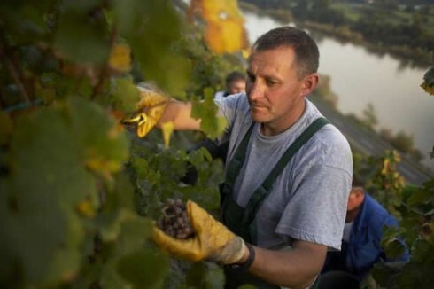 Restaurant Weingut Martin Conrad - Brauneberger Hof in Brauneberg