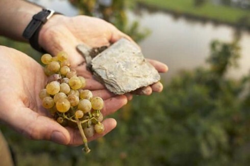 Weingut Martin Conrad - Brauneberger Hof in Brauneberg, Foto 22