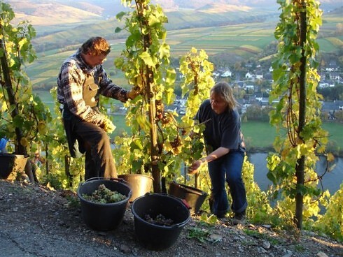 Weingut Martin Conrad - Brauneberger Hof in Brauneberg, Foto 16