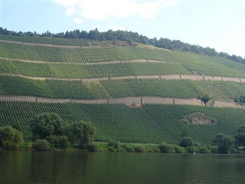Weingut Martin Conrad - Brauneberger Hof in Brauneberg, Foto 8