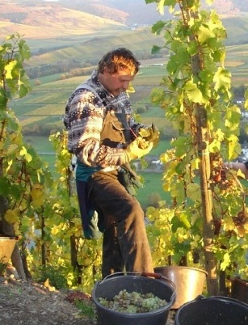Weingut Martin Conrad - Brauneberger Hof in Brauneberg, Foto 3